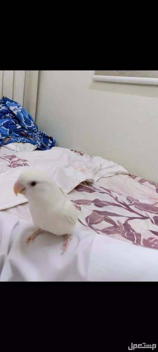 عصفور روز البينو للبيع في الرياض بسعر 450 ريال سعودي