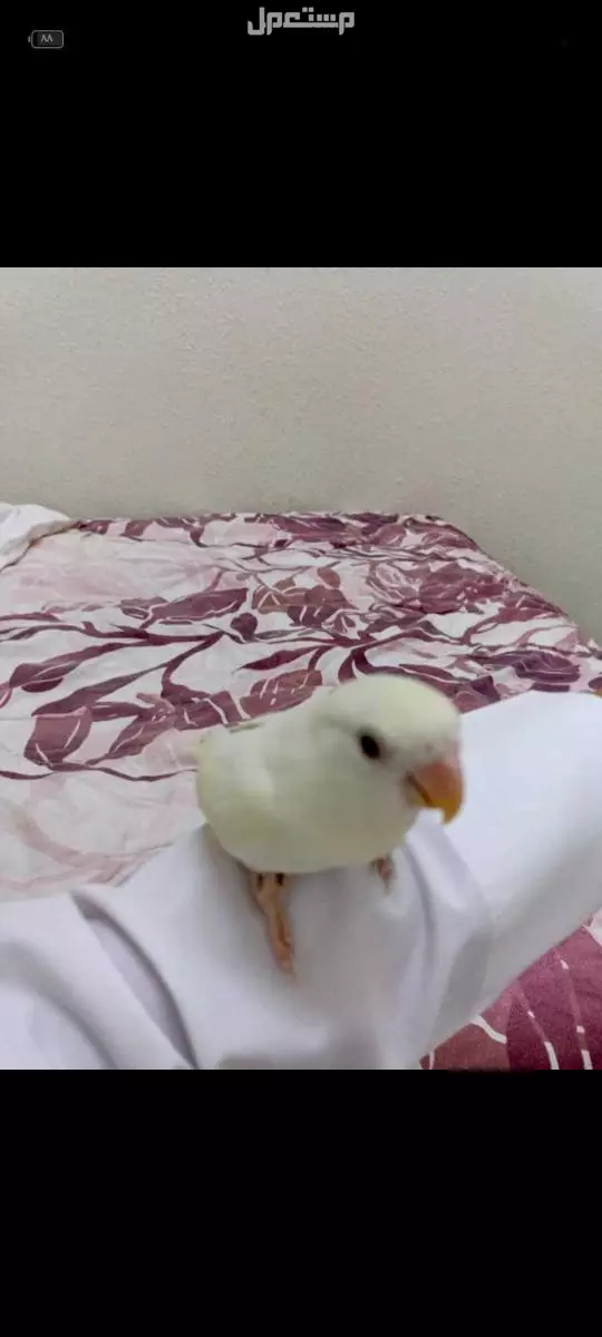 عصفور روز البينو للبيع في الرياض بسعر 450 ريال سعودي
