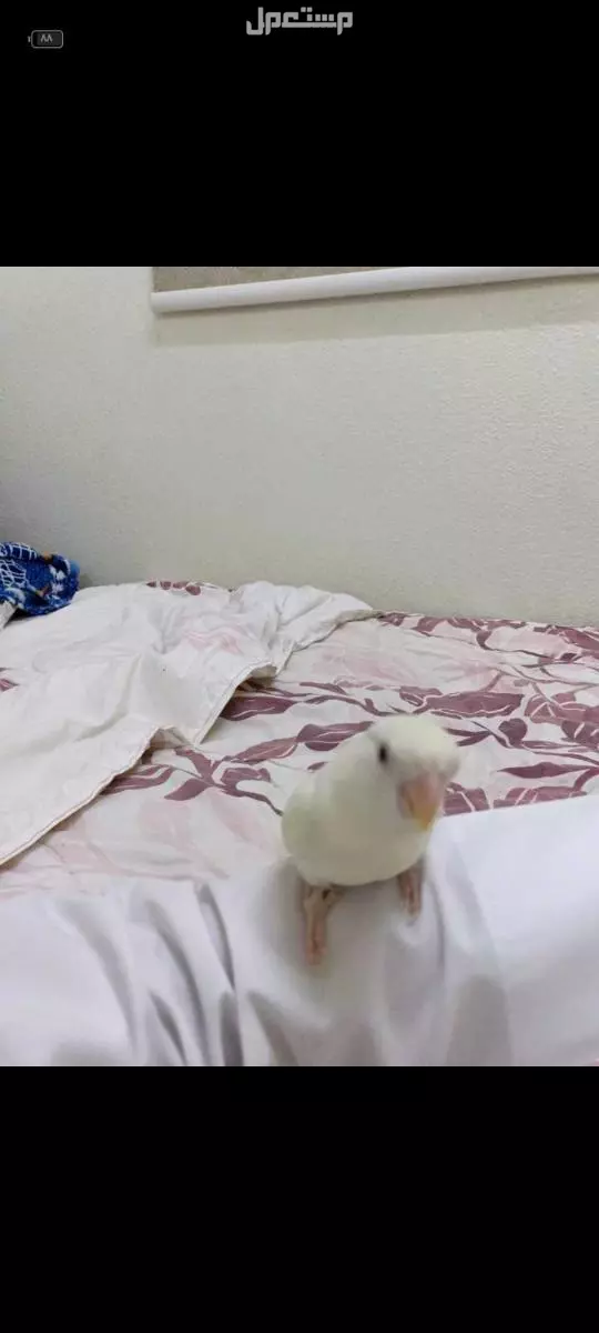 عصفور روز البينو للبيع في الرياض بسعر 450 ريال سعودي