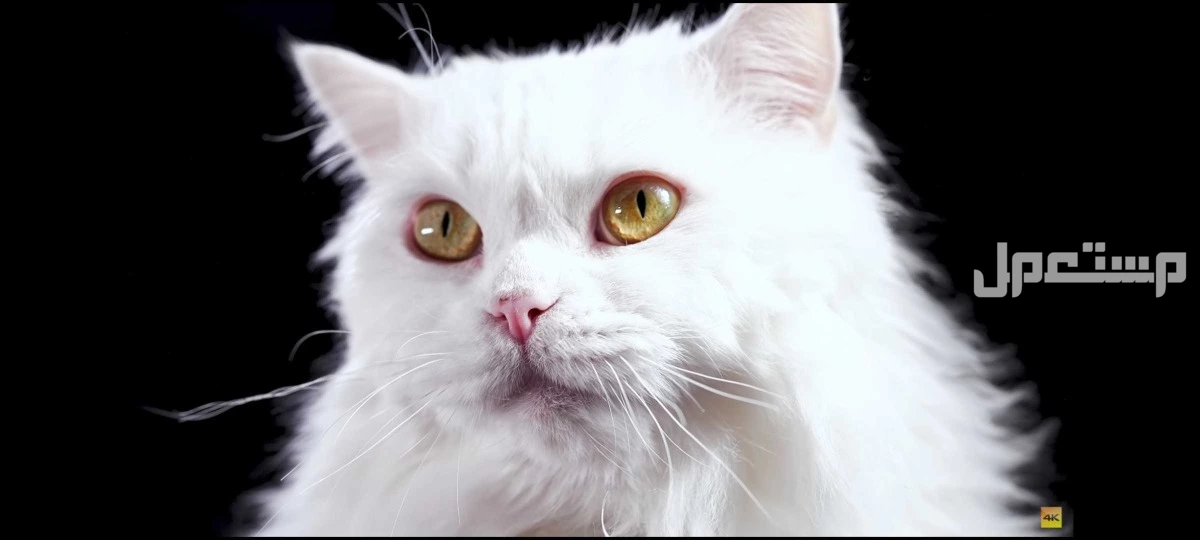 شاشة UGINE 43 بوصه نظيفه 60 هرتز