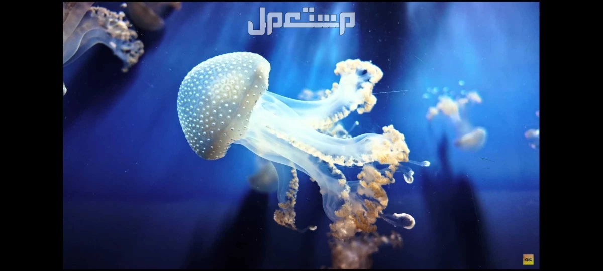 شاشة UGINE 43 بوصه نظيفه 60 هرتز