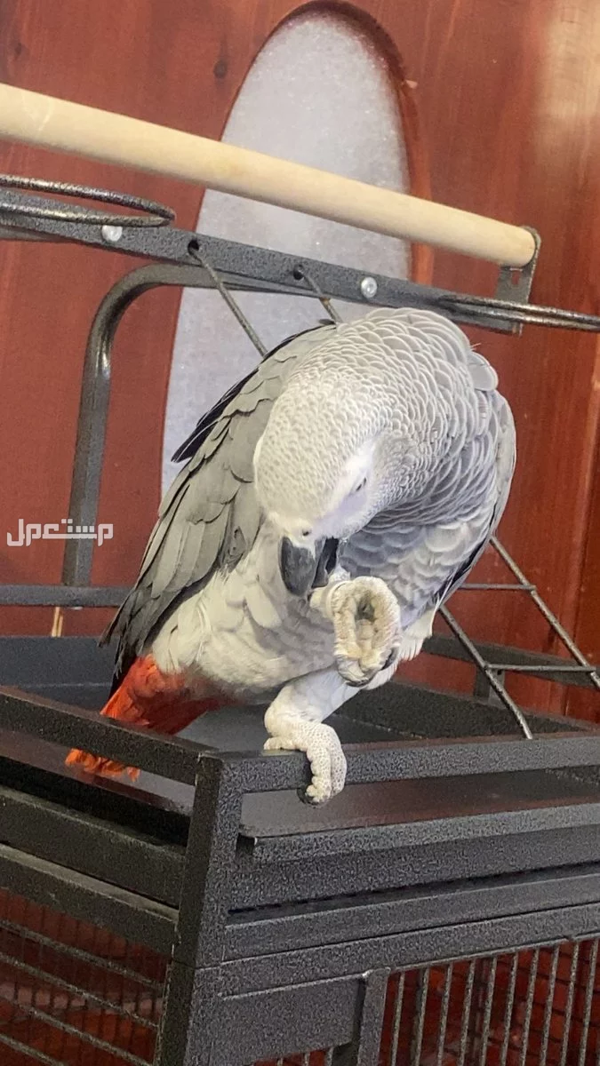 ببغاء كاسكو افريقي للبيع حجم سوبر سوبر جامبو