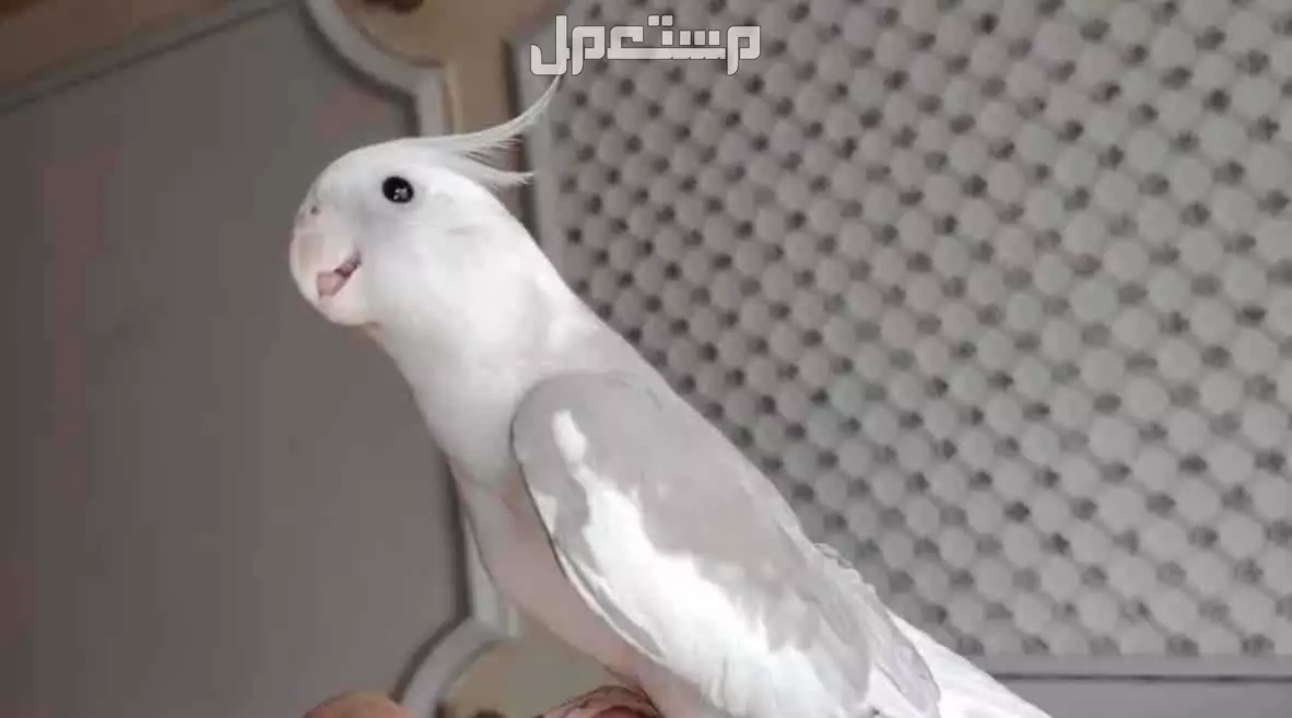 كروان 🕊️ يتكلم بوضوح | أليف هدد + قفص وملحقات | في الرياض