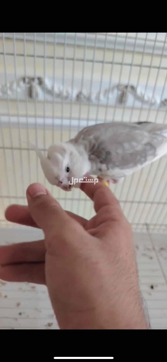 كروان 🕊️ يتكلم بوضوح | أليف هدد + قفص وملحقات | في الرياض