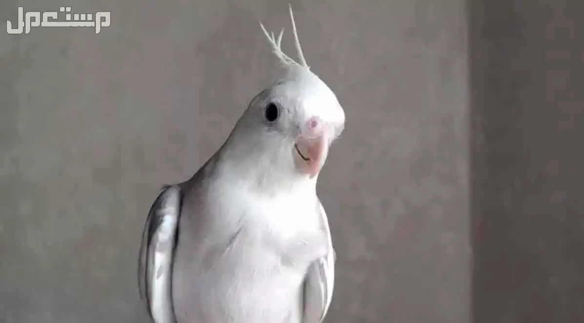 كروان 🕊️ يتكلم بوضوح | أليف هدد + قفص وملحقات | في الرياض