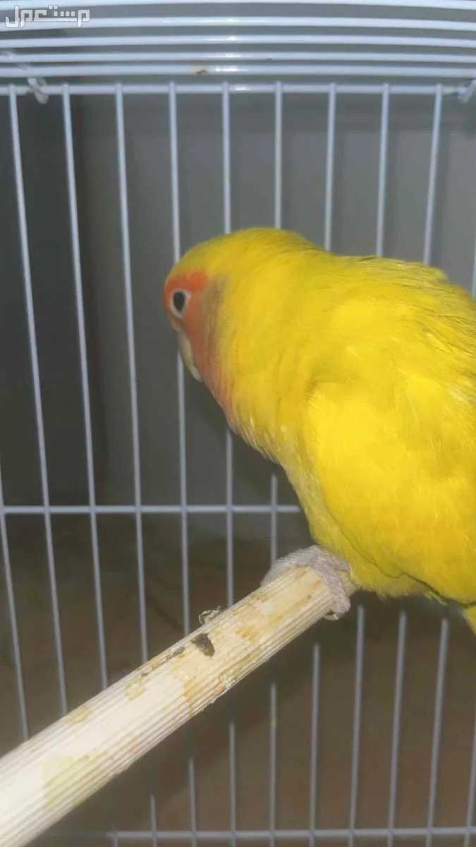 للبيع جوز روز منتج  السعر ع سوم