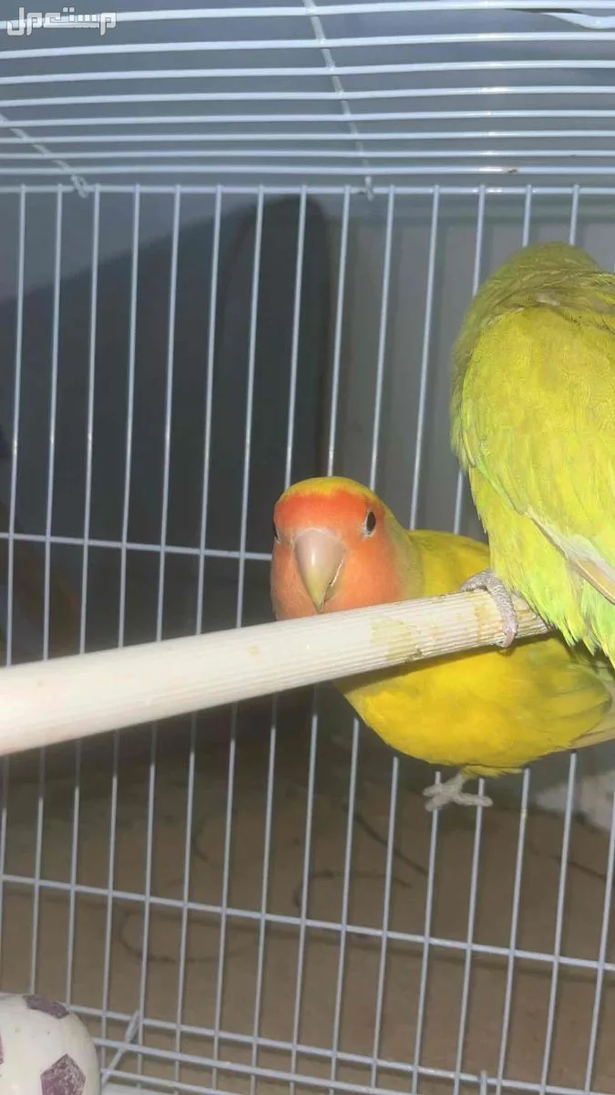 للبيع جوز روز منتج  السعر ع سوم