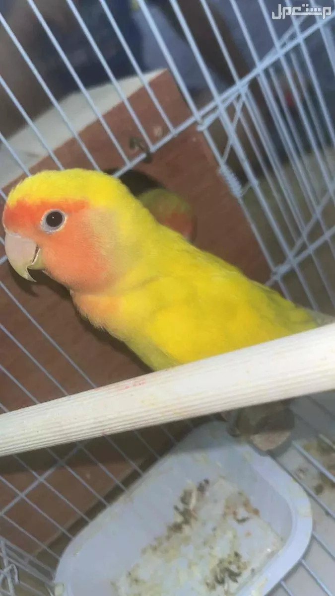 للبيع جوز روز منتج  السعر ع سوم