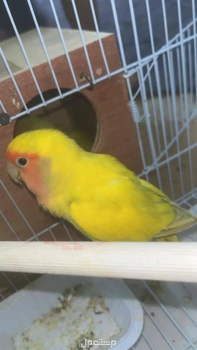 للبيع جوز روز منتج  السعر ع سوم