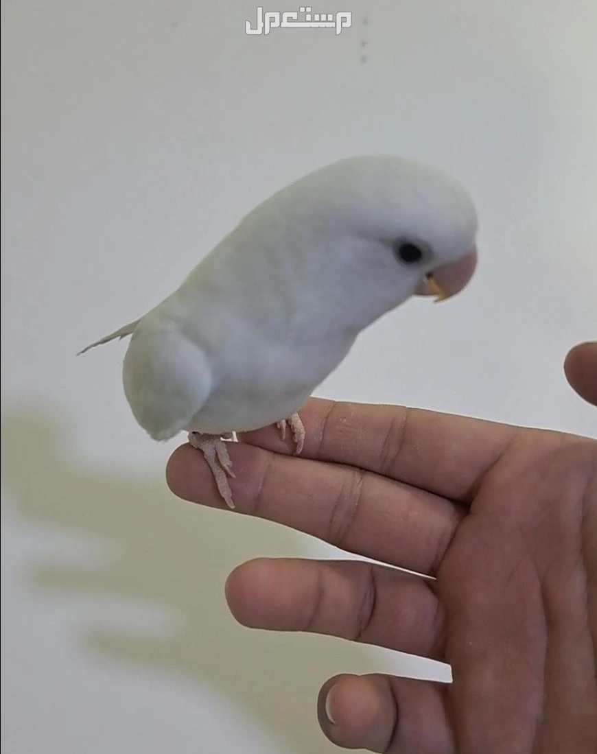 طير روز تربيه للبيع مع قفص في الأحساء بسعر 300 ريال سعودي