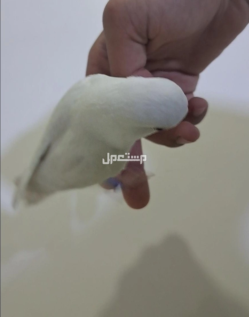 طير روز تربيه للبيع مع قفص في الأحساء بسعر 300 ريال سعودي