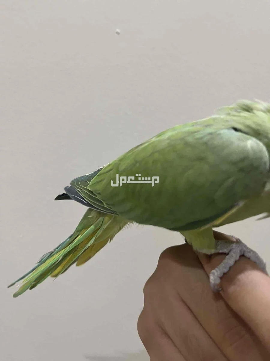 للبيع دره هندي هدد حجم سوبر جامبو في الرياض