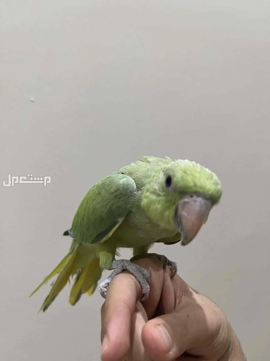 للبيع دره هندي هدد  حجم سوبر جامبو  في الرياض