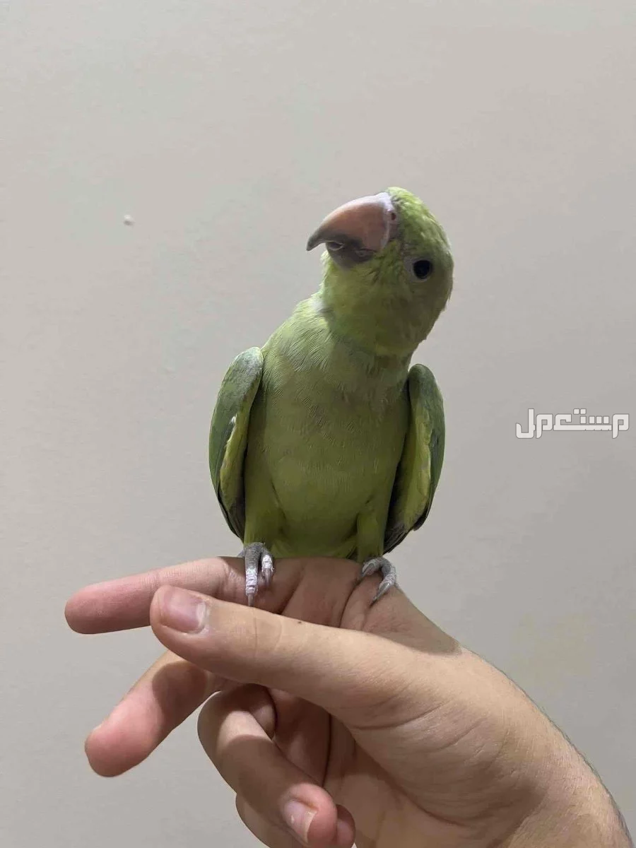 للبيع دره هندي هدد  حجم سوبر جامبو  في الرياض