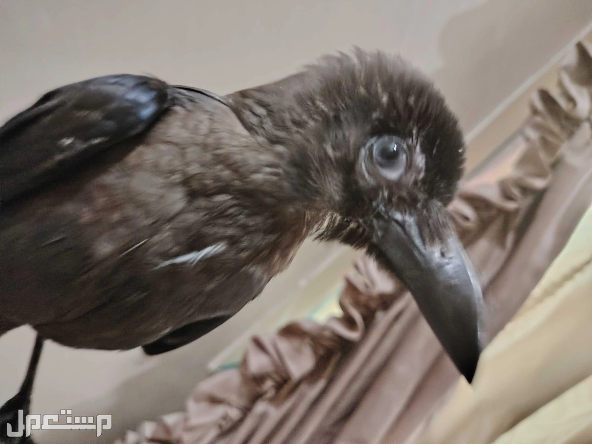 للبيع غراب في منطقة سيهات في السعودية غراب أليف جداا بسعر  في القطيف بسعر 320 ريال سعودي غراب للبيع في منطقة سيهات