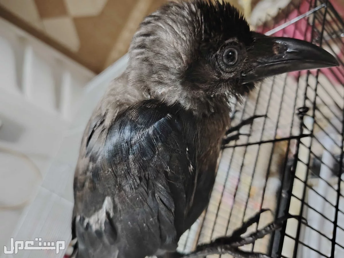 للبيع غراب في منطقة سيهات في السعودية غراب أليف جداا بسعر  في القطيف بسعر 320 ريال سعودي