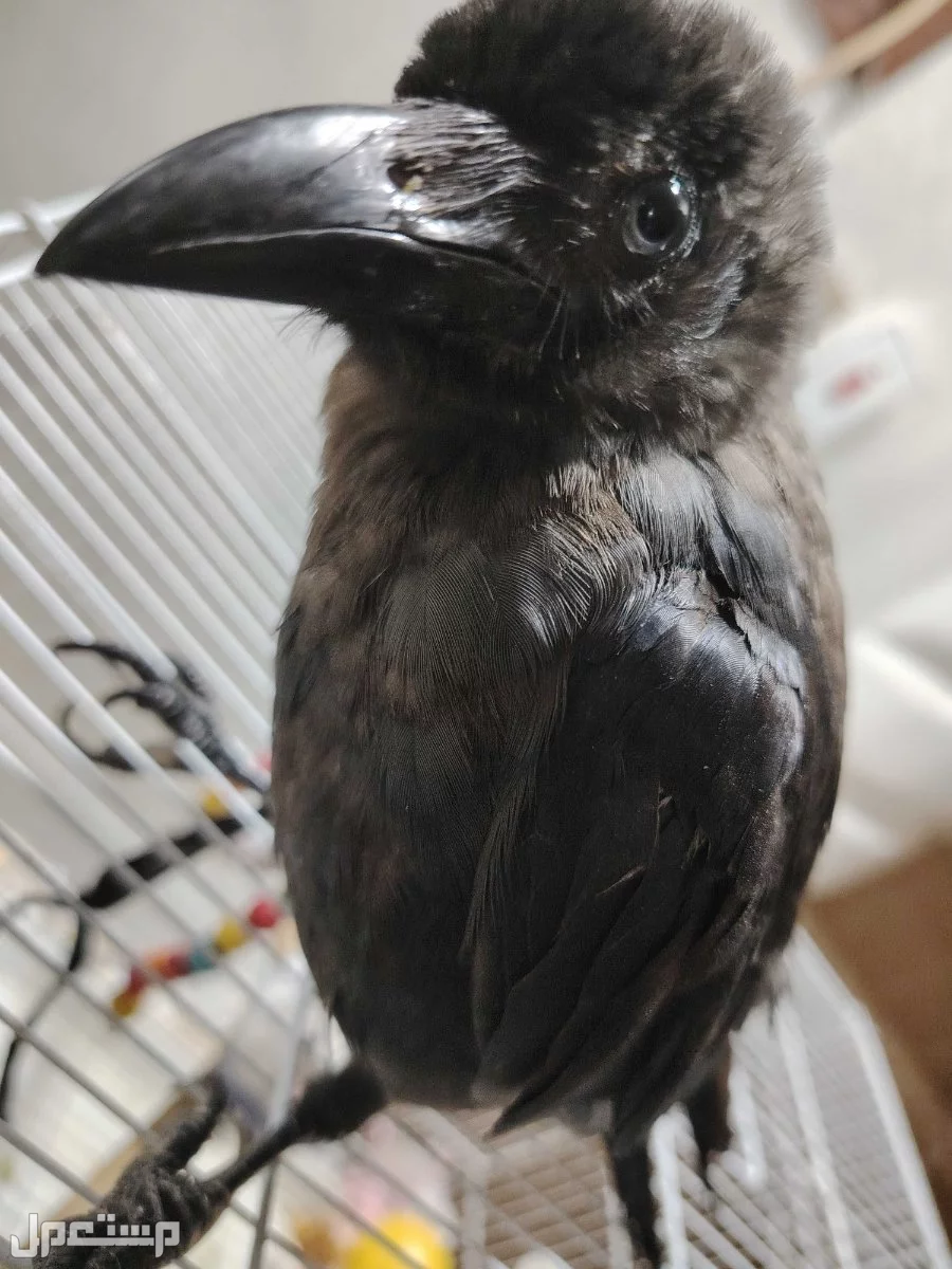 للبيع غراب في منطقة سيهات في السعودية غراب أليف جداا بسعر  في القطيف بسعر 320 ريال سعودي