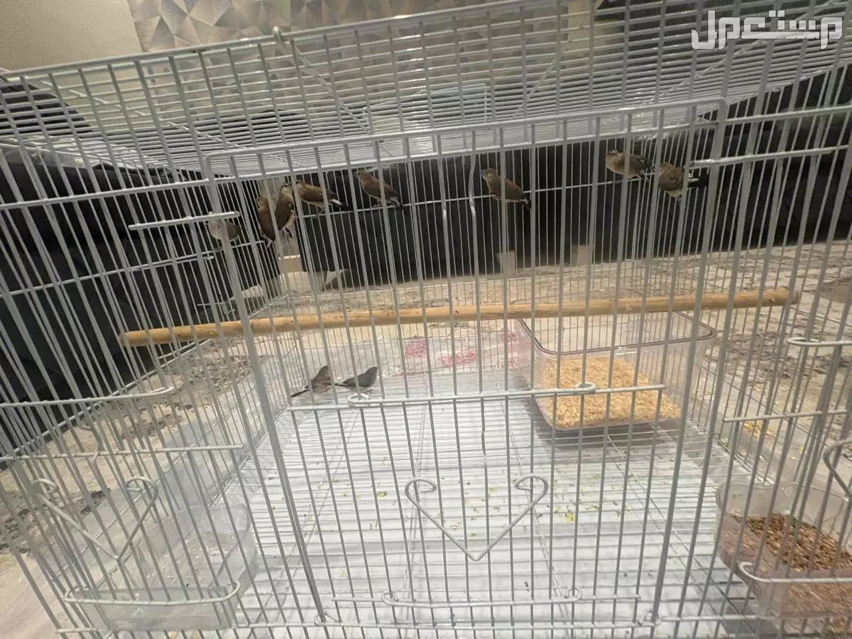 طيور زيبرا بلدي 10حبات بي220 في جدة بسعر 220 ريال سعودي