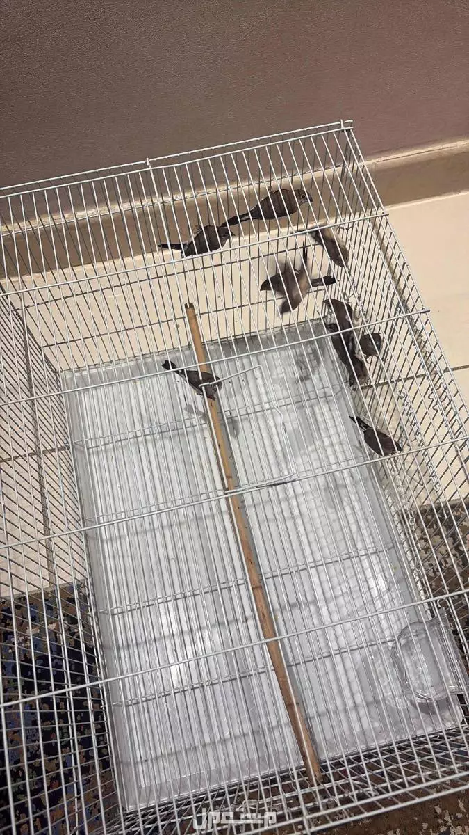 طيور زيبرا بلدي 10حبات بي220 في جدة بسعر 220 ريال سعودي