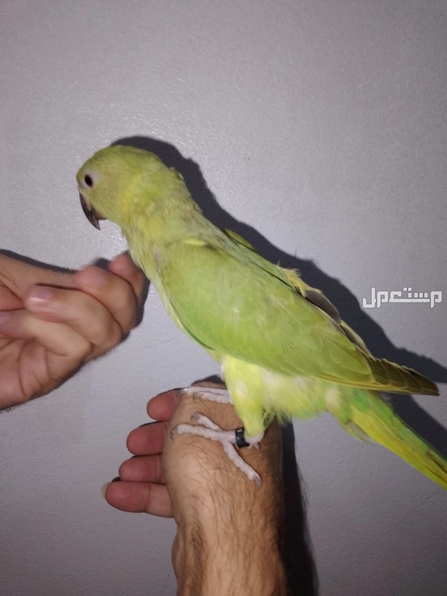 ببغاء دره هندي اخضر أليف  في الدمام بسعر 500 ريال سعودي
