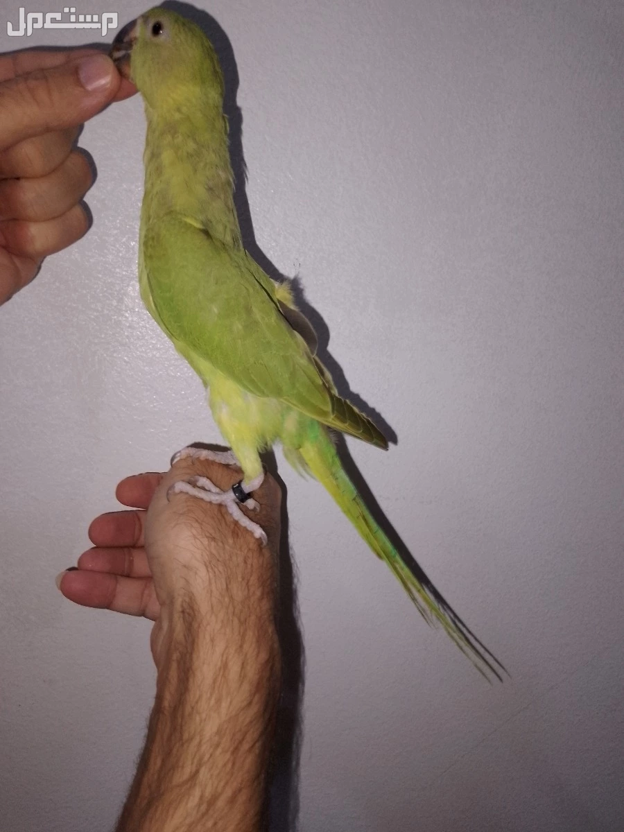 ببغاء دره هندي اخضر أليف  في الدمام بسعر 500 ريال سعودي