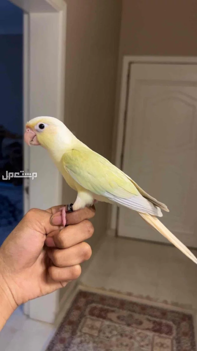 ببغاء كنيور مون شيك اليف وهدد نشبة