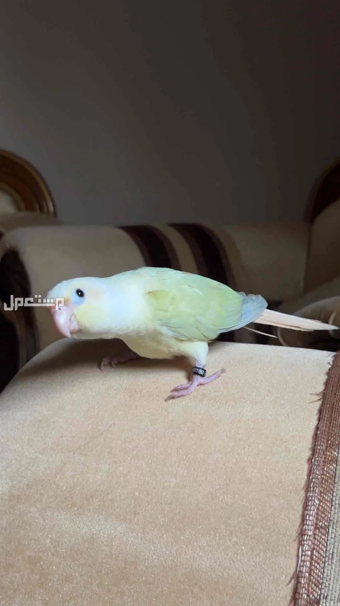 ببغاء كنيور مون شيك اليف وهدد نشبة