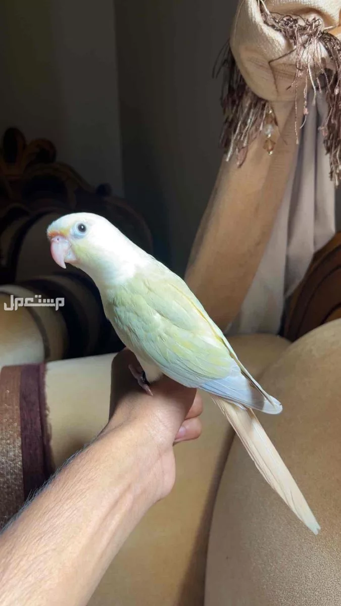 ببغاء كنيور مون شيك اليف وهدد نشبة