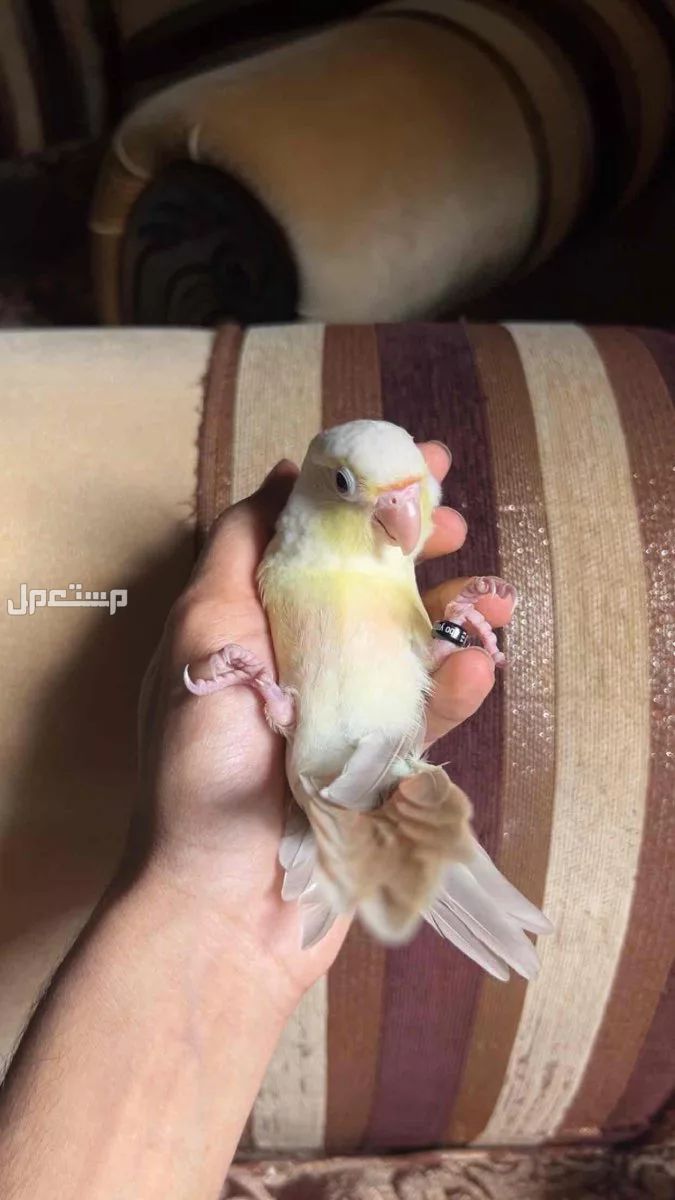 ببغاء كنيور مون شيك اليف وهدد نشبة