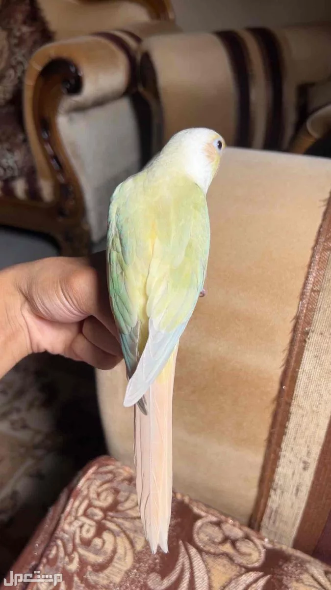 ببغاء كنيور مون شيك اليف وهدد نشبة