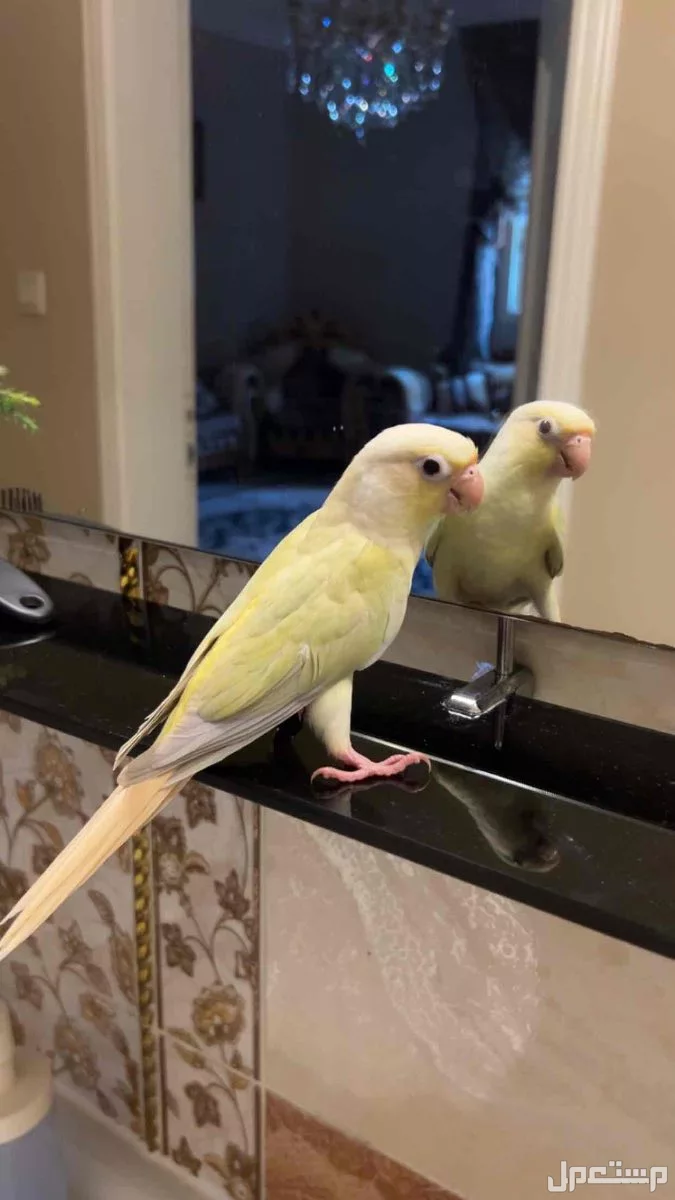 ببغاء كنيور مون شيك اليف وهدد نشبة