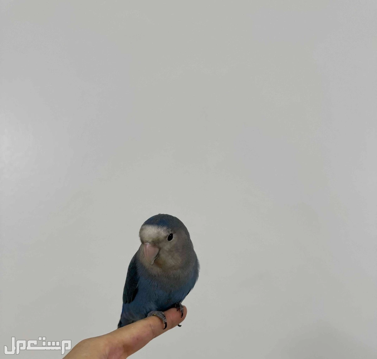 طير روز للبيع 230  في الرياض بسعر 230 ريال سعودي