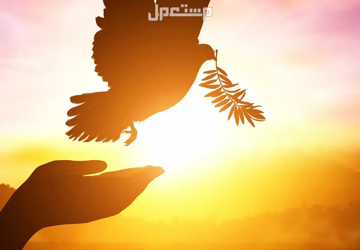 اليوم العالمي للسلام 2025.. مناسبة تدعو إلى الأمل والوئام بين الشعوب شعار السلام العالمي