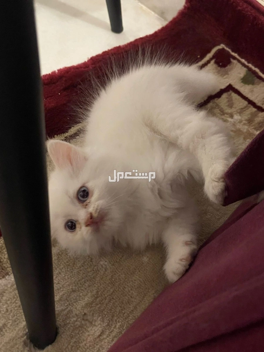 فندقه مخلب الراحه لاستصافه القطط