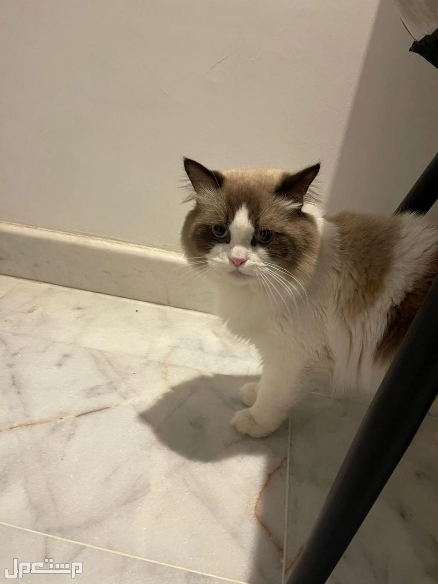 فندقه مخلب الراحه لاستصافه القطط
