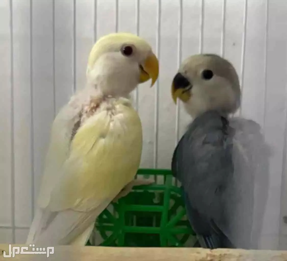 فرخين روز للبيع ماهي بأليفه غر  في خميس مشيط بسعر 300 ريال سعودي