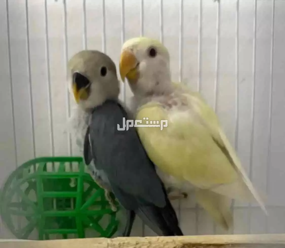 فرخين روز للبيع ماهي بأليفه غر  في خميس مشيط بسعر 300 ريال سعودي