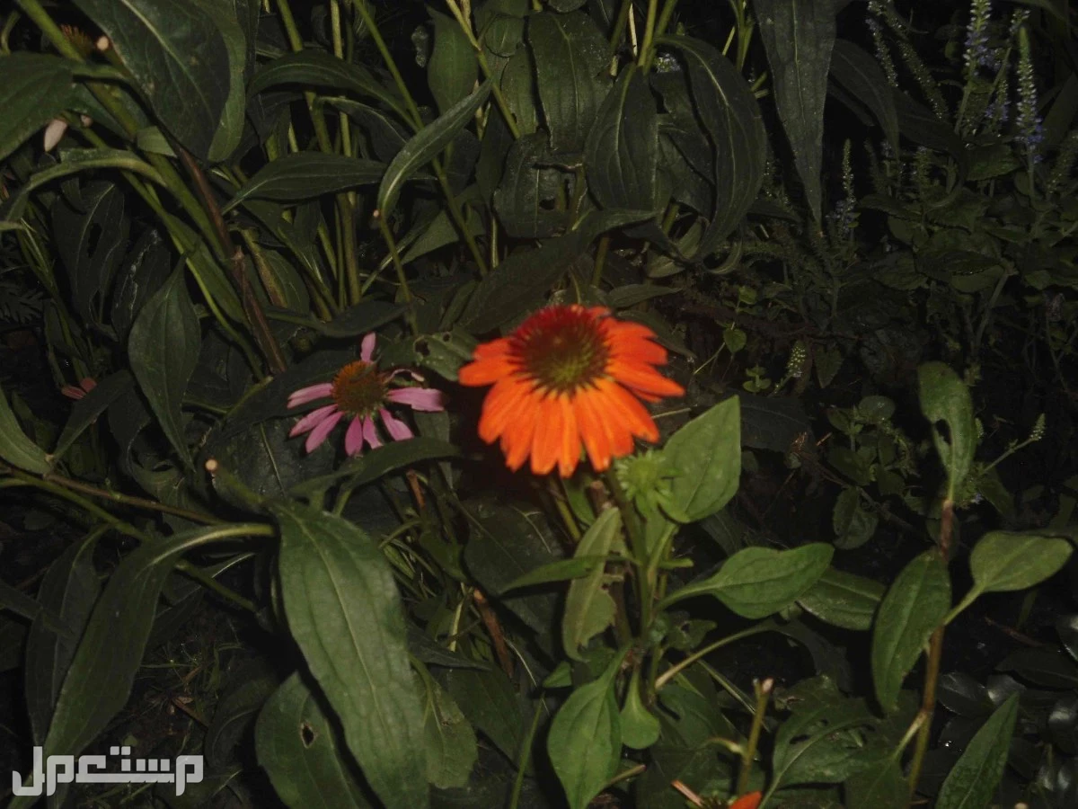 كاميرا ديجيتال سوني Digital Camera تصوير الكاميرا 1