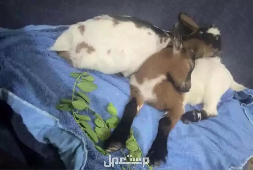 ماعز قزم اثنين للتربيه الرياض  في الرياض على السوم