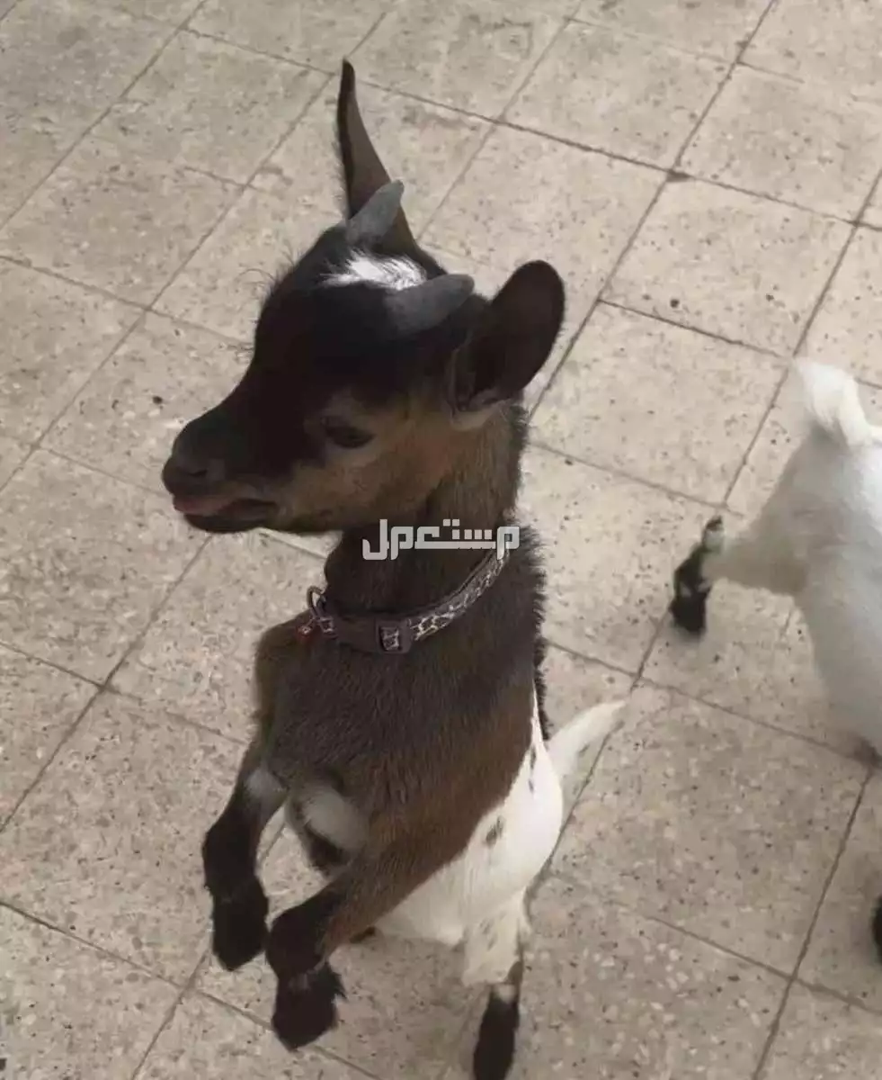 ماعز قزم اثنين للتربيه الرياض  في الرياض على السوم