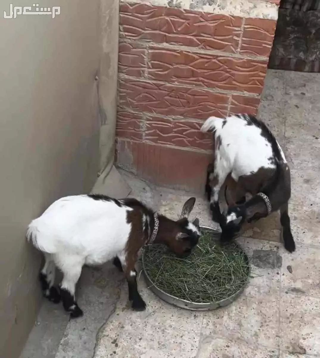 ماعز قزم اثنين للتربيه الرياض  في الرياض على السوم