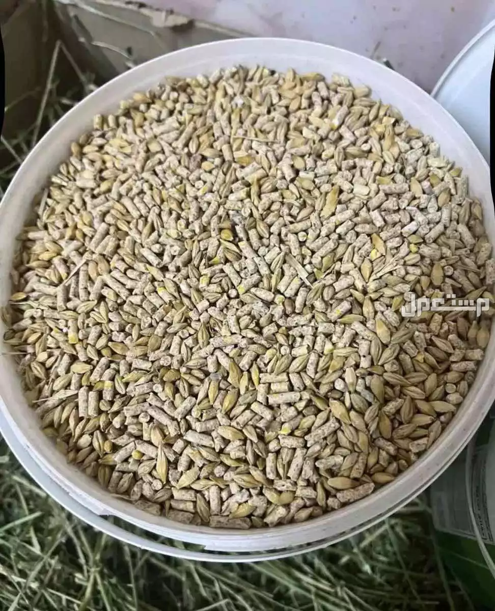 ماعز قزم اثنين للتربيه الرياض  في الرياض على السوم