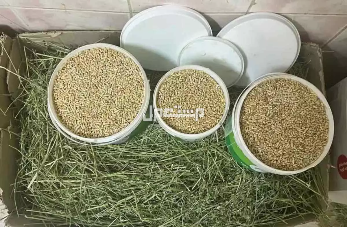 ماعز قزم اثنين للتربيه الرياض  في الرياض على السوم