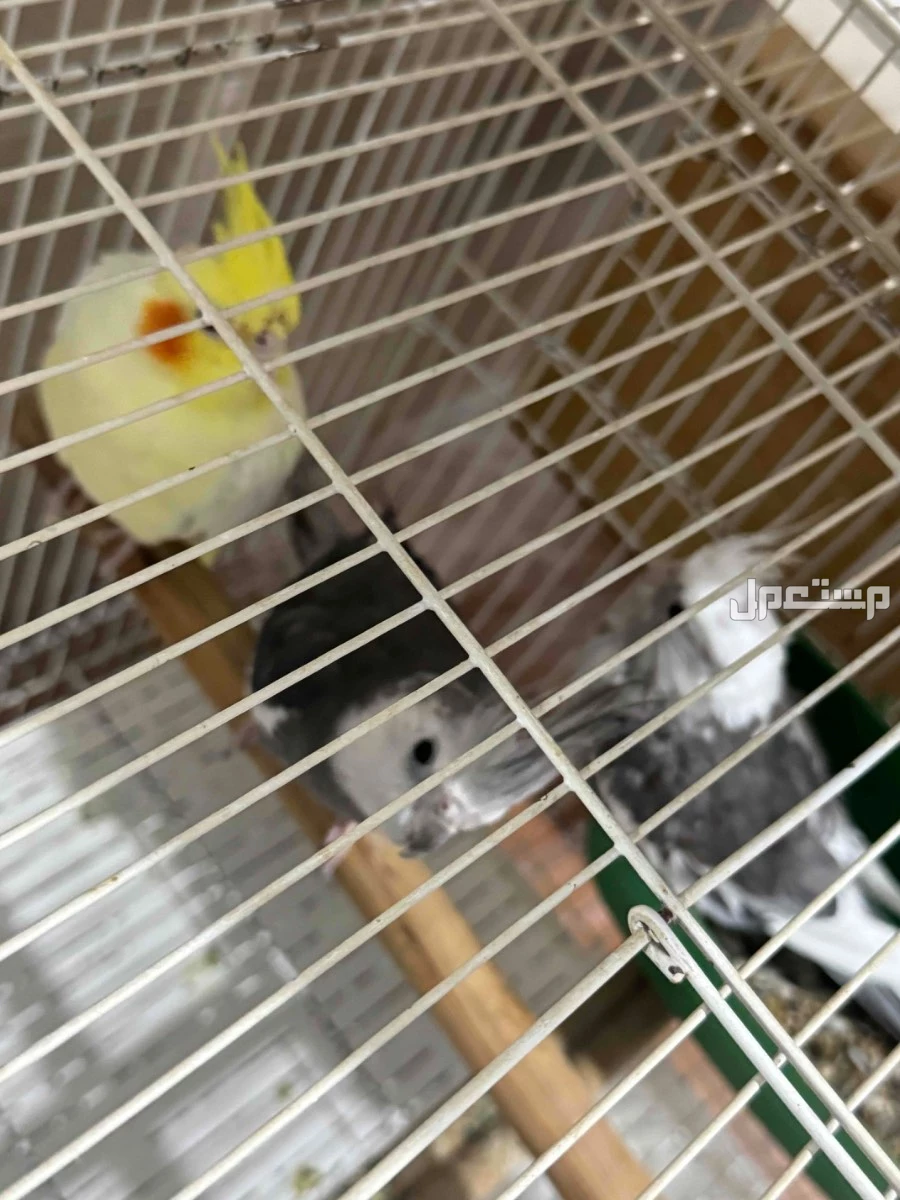 حي المروه 2 في جدة بسعر 400 ريال سعودي