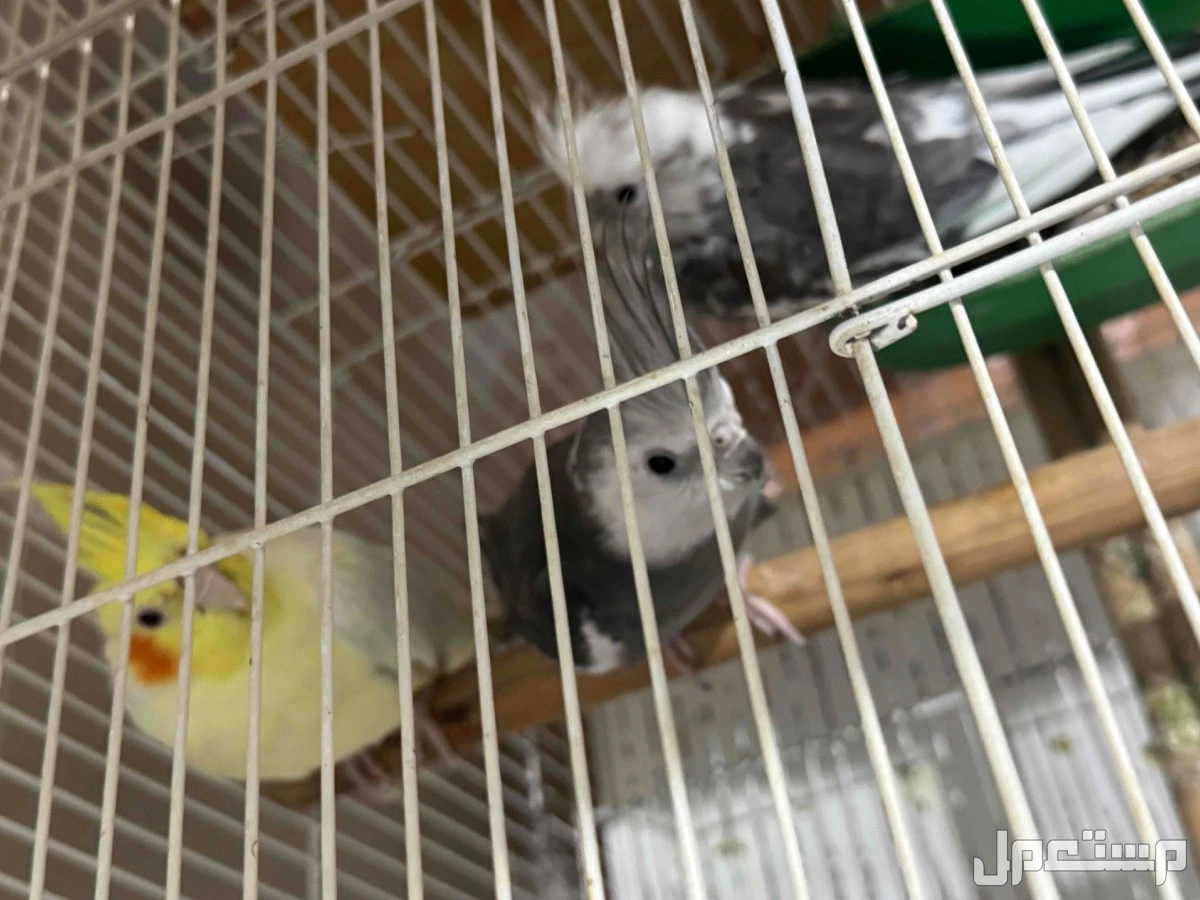 حي المروه 2 في جدة بسعر 400 ريال سعودي