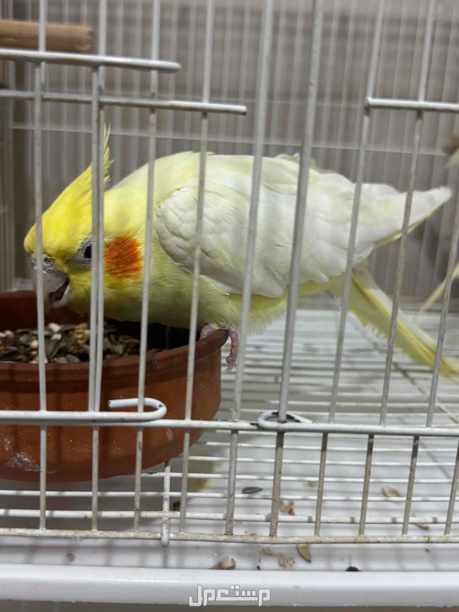 حي المروه 2 في جدة بسعر 400 ريال سعودي