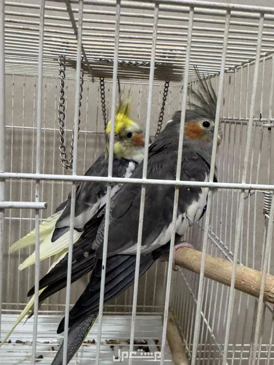 حي المروه 2 في جدة بسعر 400 ريال سعودي