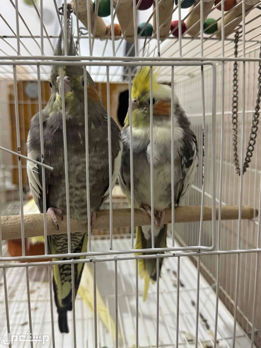 حي المروه 2 في جدة بسعر 400 ريال سعودي