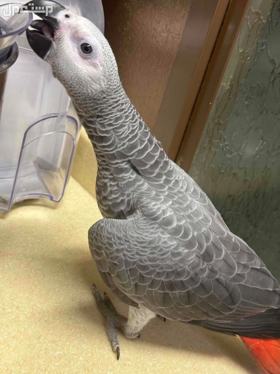 ببغاء كاسكو فرخ كاسكو كونقو سوبر جامبو في الرياض بسعر 4800 ريال سعودي