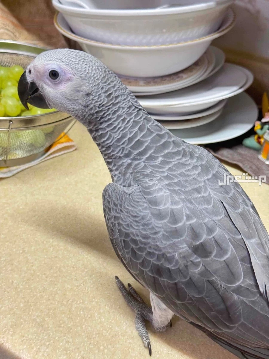 ببغاء كاسكو فرخ كاسكو كونقو سوبر جامبو في الرياض بسعر 4800 ريال سعودي